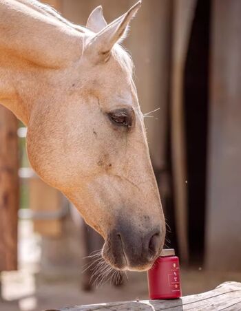 Pferd riecht an Cava Dea Produkt