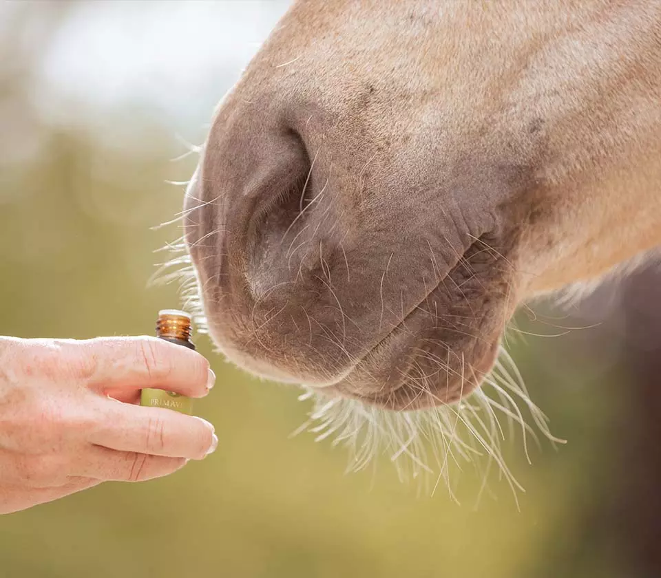 Pferd riecht an Öl von Cava Dea