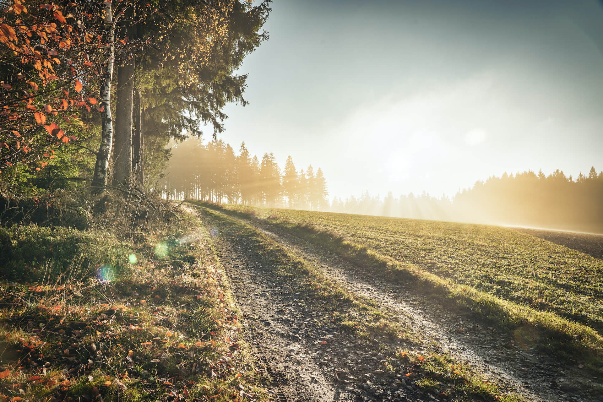 Ein Feldweg im Morgengrauen in der Nähe von Bad Kötzting